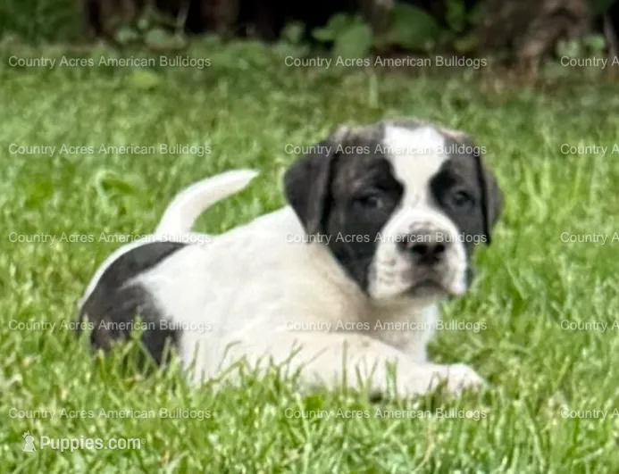 Male 2 – American Bulldog puppy for sale in Walton, IN