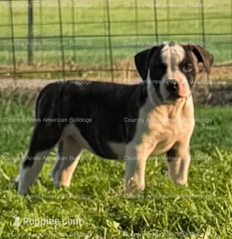 Female 6 – American Bulldog puppy for sale in Walton, IN