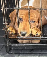 Winston , a male Miniature Dachshund for sale in Troutman, NC – 3 of 9