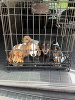 Winston , a male Miniature Dachshund for sale in Troutman, NC – 9 of 9