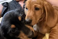 Winston , a male Miniature Dachshund for sale in Troutman, NC – 2 of 9