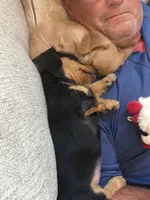 Walter, a male Miniature Dachshund for sale in Troutman, NC – 4 of 5