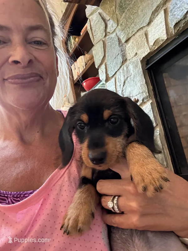 Walter – Miniature Dachshund puppy for sale in Troutman, NC