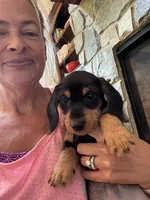 Walter, a male Miniature Dachshund for sale in Troutman, NC – 1 of 5
