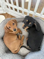 Winston , a male Miniature Dachshund for sale in Troutman, NC – 7 of 9
