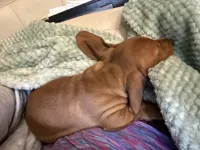 Winston , a male Miniature Dachshund for sale in Troutman, NC – 5 of 9