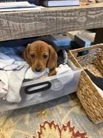 Winston , a male Miniature Dachshund for sale in Troutman, NC – 1 of 9
