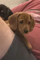 Winston , a male Miniature Dachshund for sale in Troutman, NC – 8 of 9