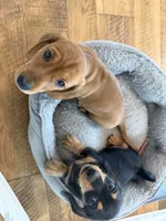 Winston , a male Miniature Dachshund for sale in Troutman, NC – 6 of 9