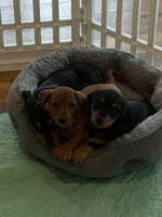 Winston , a male Miniature Dachshund for sale in Troutman, NC – 4 of 9