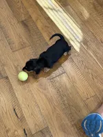 Walter, a male Miniature Dachshund for sale in Troutman, NC – 5 of 5