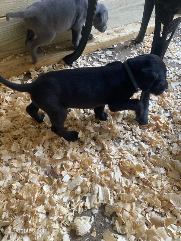 Blue – Great Dane puppy for sale in Milan, TN