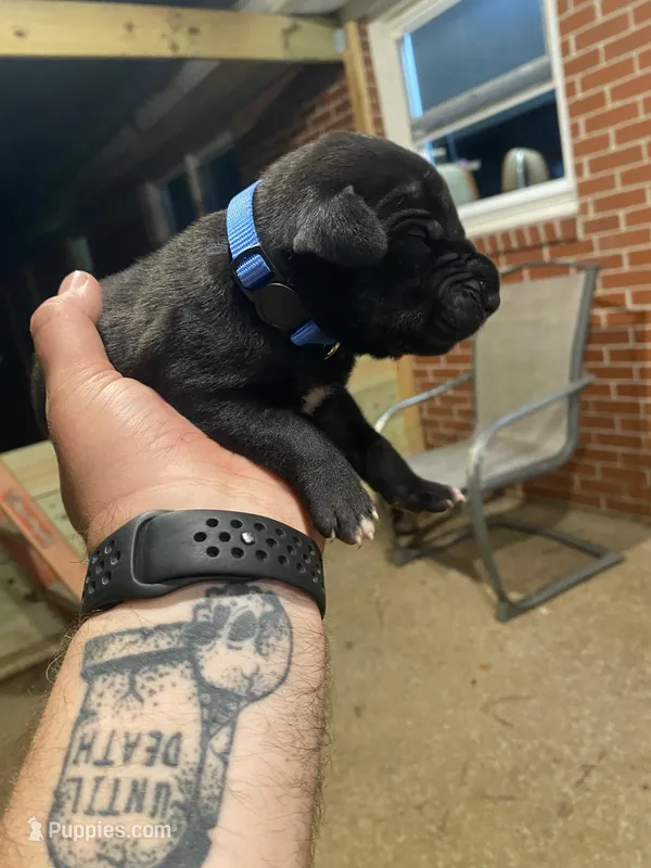 Blue – Great Dane puppy for sale in Milan, TN