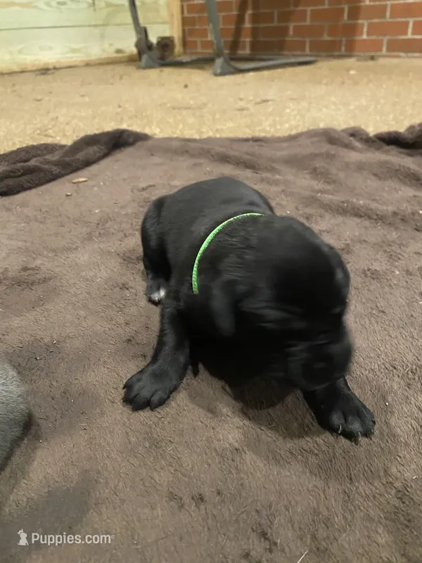 Lime green – Great Dane puppy for sale in Milan, TN