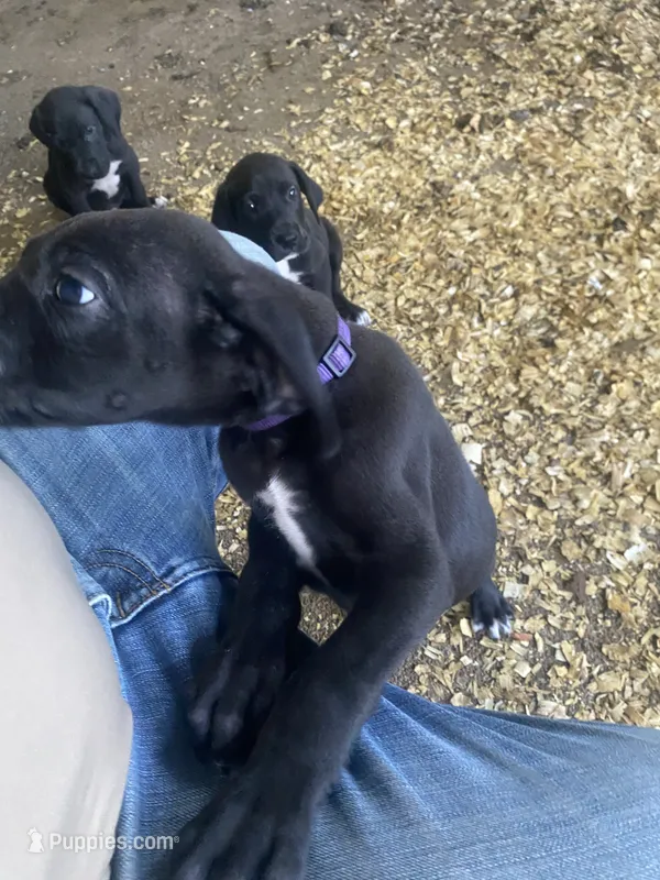 Purple – Great Dane puppy for sale in Milan, TN