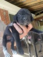 Pink, a female Great Dane for sale in Milan, TN – 2 of 2