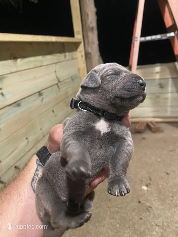 Black – Great Dane puppy for sale in Milan, TN