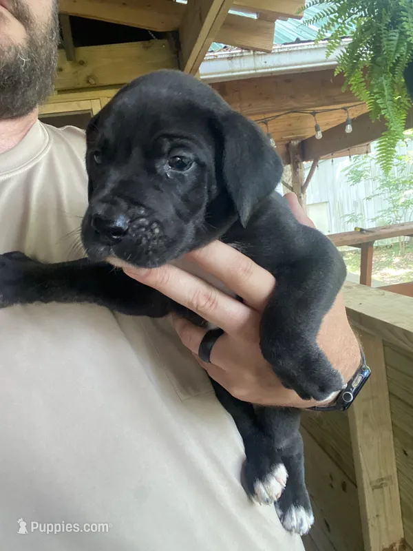 Red – Great Dane puppy for sale in Milan, TN