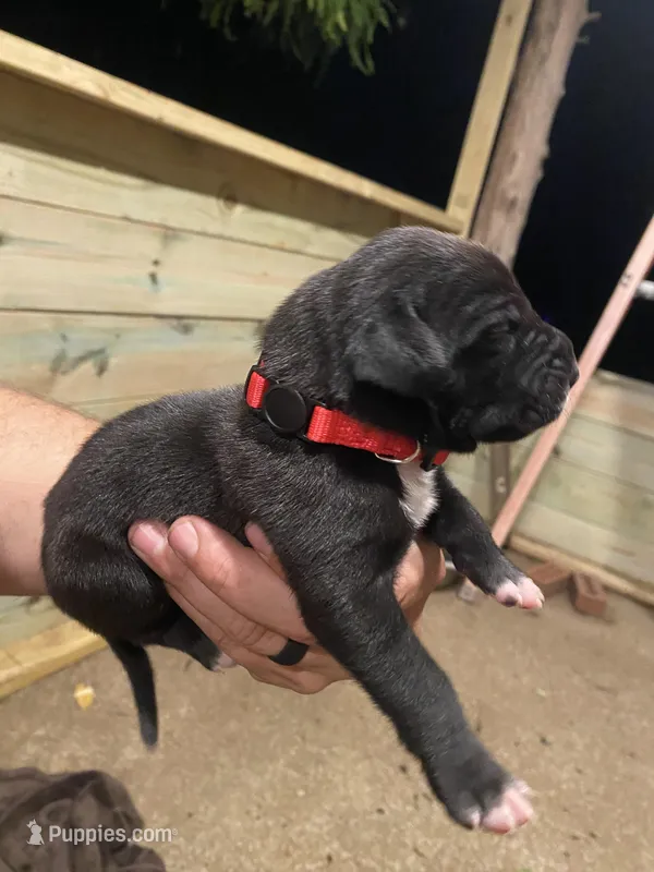 Red – Great Dane puppy for sale in Milan, TN