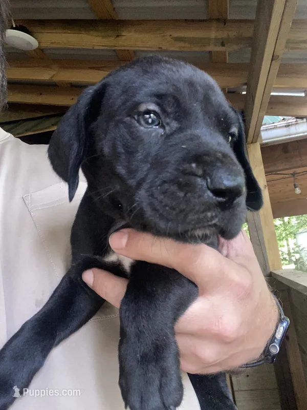 Pink – Great Dane puppy for sale in Milan, TN