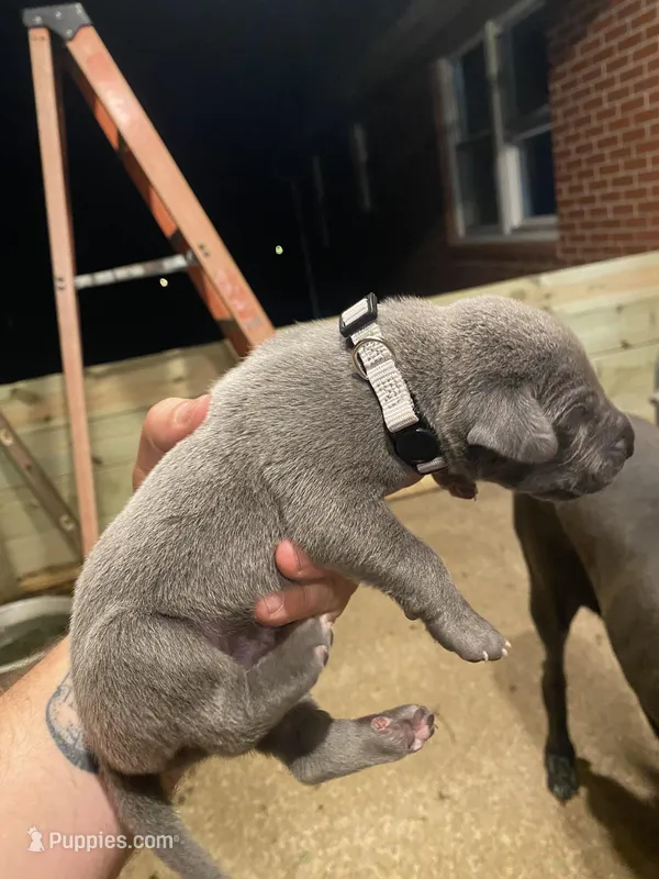 Silver – Great Dane puppy for sale in Milan, TN
