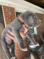 Orange, a male Great Dane for sale in Milan, TN – 2 of 2