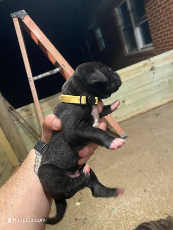 Yellow – Great Dane puppy for sale in Milan, TN