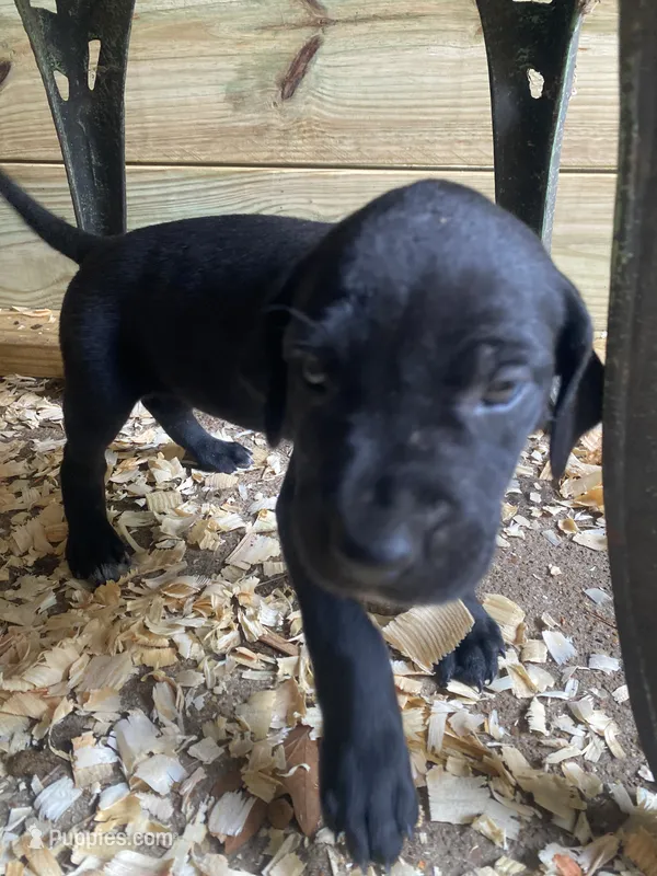 Lime green – Great Dane puppy for sale in Milan, TN