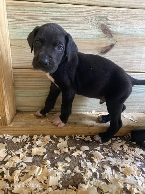 Yellow – Great Dane puppy for sale in Milan, TN