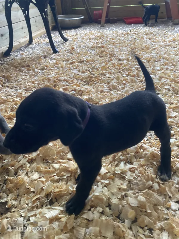 Purple – Great Dane puppy for sale in Milan, TN