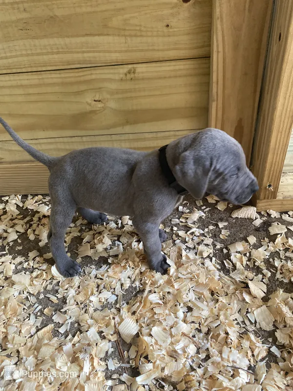 Black – Great Dane puppy for sale in Milan, TN