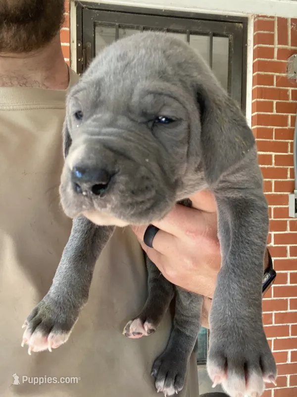 Orange – Great Dane puppy for sale in Milan, TN