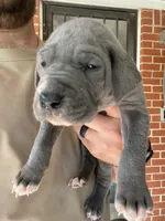 Orange, a male Great Dane for sale in Milan, TN – 1 of 2