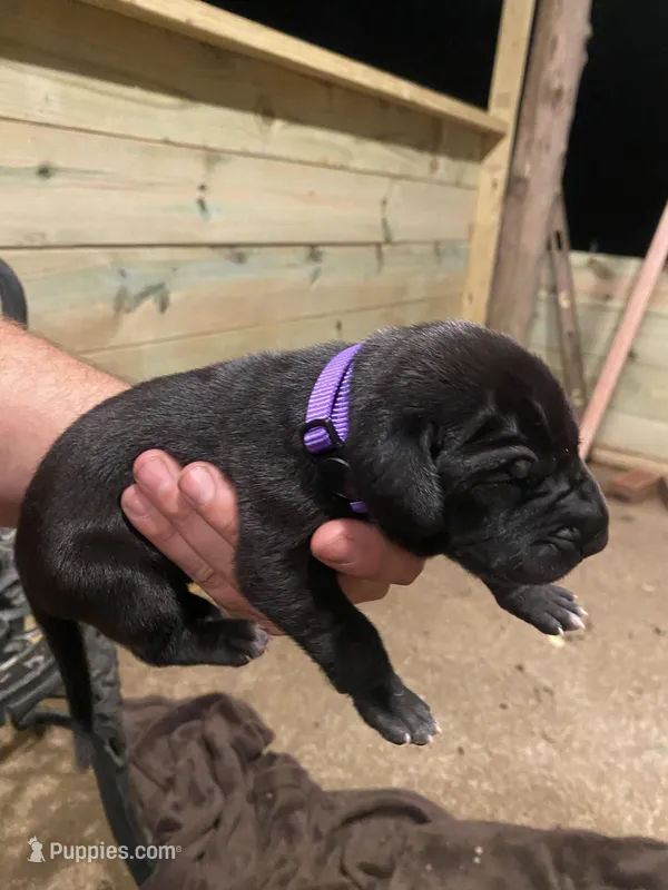 Purple – Great Dane puppy for sale in Milan, TN