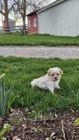 Buddy Boy , a male Cavapoo for sale in Saint Ignatius, MT – Photo 1 of 2