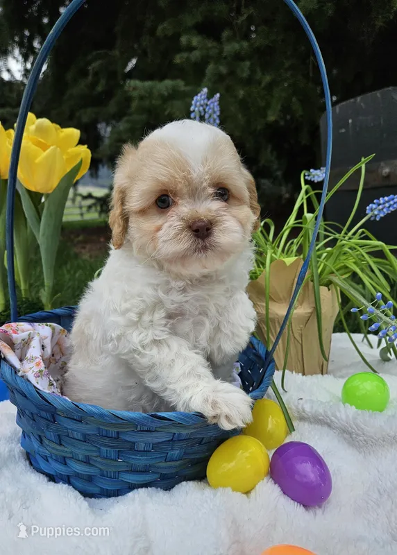 Buddy Boy  – Cavapoo puppy for sale in Saint Ignatius, MT