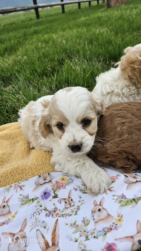 Boston  – Cavapoo puppy for sale in Saint Ignatius, MT
