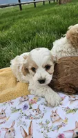 Boston , a male Cavapoo for sale in Saint Ignatius, MT – Photo 1 of 3