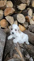 Boston , a male Cavapoo for sale in Saint Ignatius, MT – Photo 3 of 3