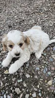 Boston , a male Cavapoo for sale in Saint Ignatius, MT – Photo 2 of 3