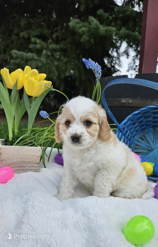 Boston  – Cavapoo puppy for sale in Saint Ignatius, MT