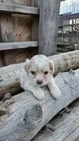 Benji, a male Cavapoo for sale in Saint Ignatius, MT – Photo 3 of 3