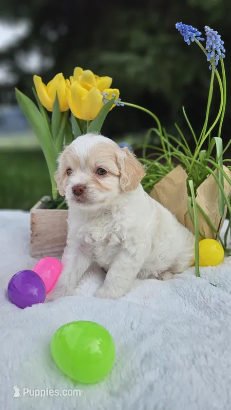 Benji – Cavapoo puppy for sale in Saint Ignatius, MT