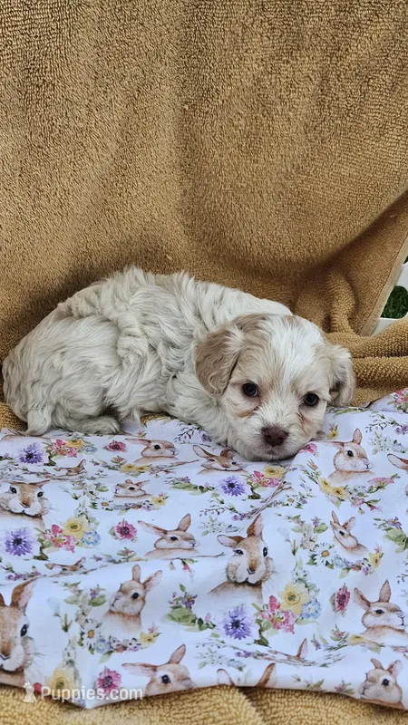 Benji – Cavapoo puppy for sale in Saint Ignatius, MT