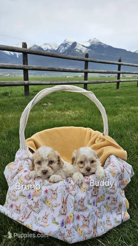 Bruno  – Cavapoo puppy for sale in Saint Ignatius, MT