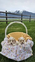 Bruno , a male Cavapoo for sale in Saint Ignatius, MT – Photo 1 of 3