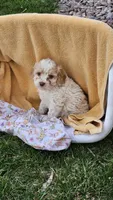 Bruno , a male Cavapoo for sale in Saint Ignatius, MT – Photo 2 of 3