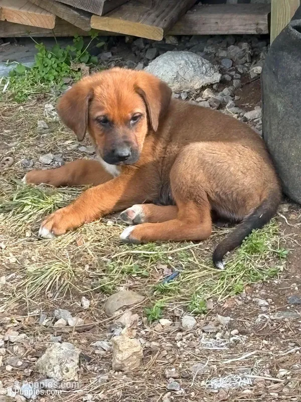 Skip – German Shepherd Dog, American Black and Tan Coonhound puppy for sale in Sweetwater, TN