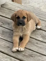 Skip, a female German Shepherd Dog and American Black and Tan Coonhound for sale in Sweetwater, TN – Photo 2 of 2