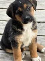 Skip, a female German Shepherd Dog and American Black and Tan Coonhound for sale in Sweetwater, TN – Photo 1 of 2